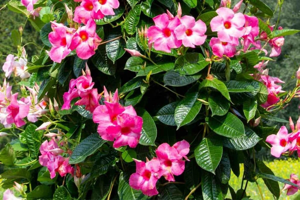 Mandevilla vine growing tips