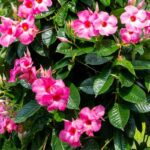 Mandevilla vine growing tips