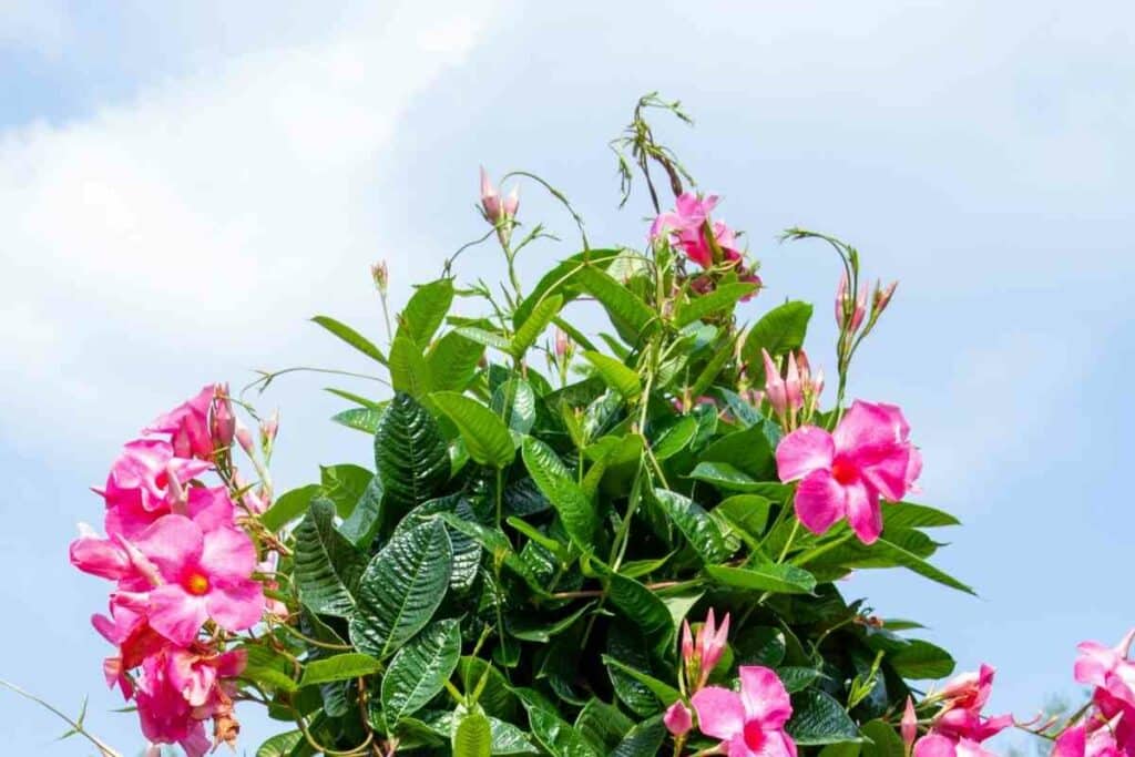 Mandevilla plant flowering in the backyard