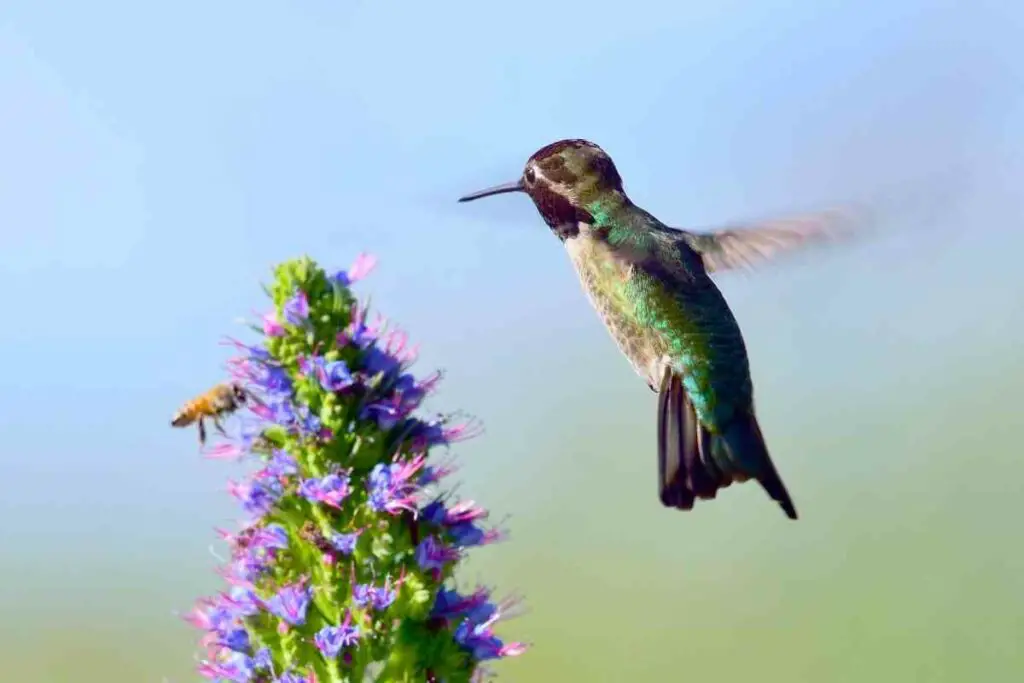 Nectar food source for hummingbirds