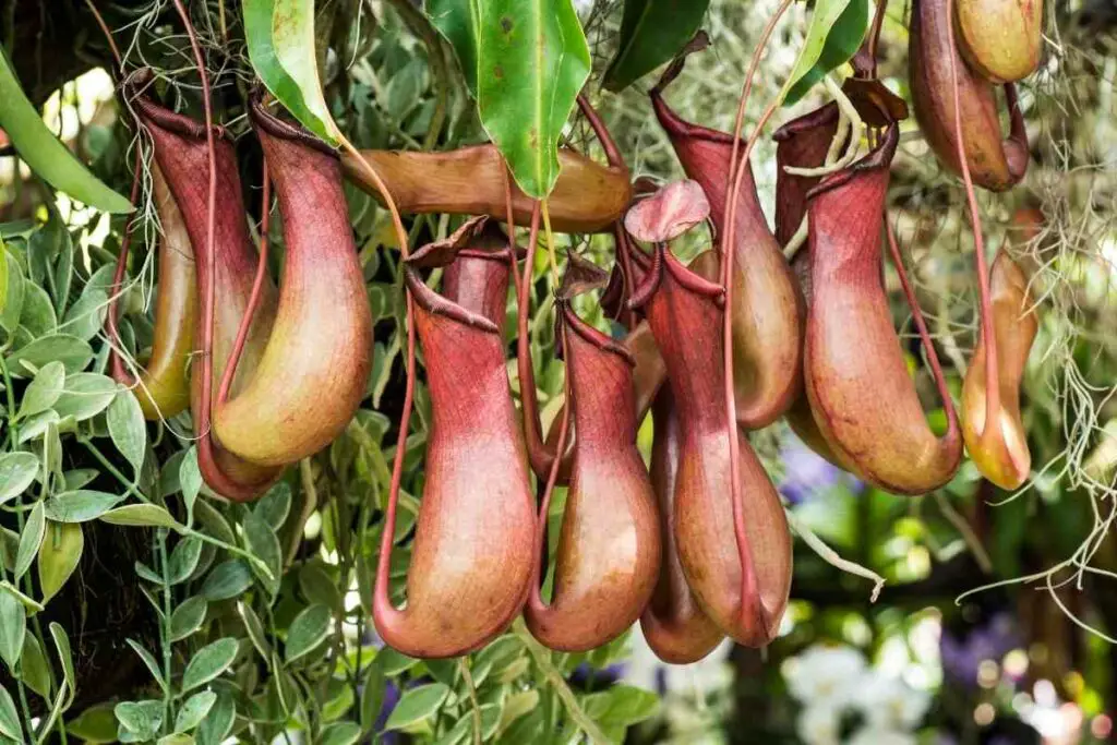 Nepenthes Pitcher plants