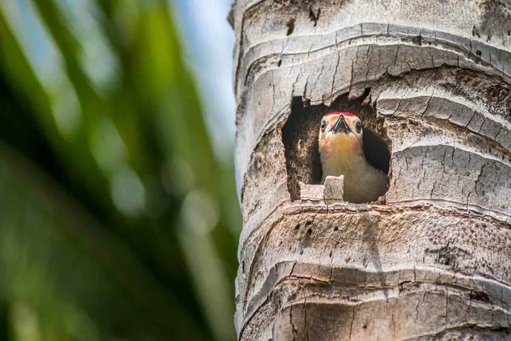 Nestling period woodpeckers
