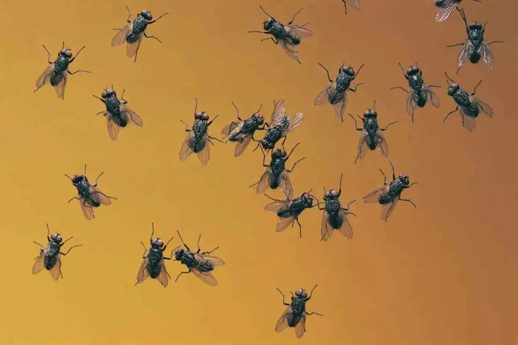 Phorid flies pests in home