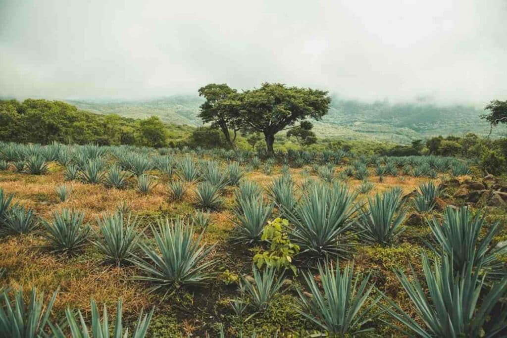 Propagating blue Agave plants