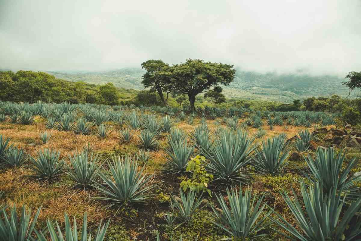 Complete Guide To Growing Blue Agave Plant - Gardenia Organic