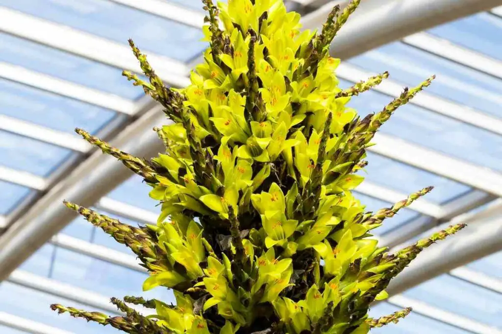 Puya Chilensis from Chile
