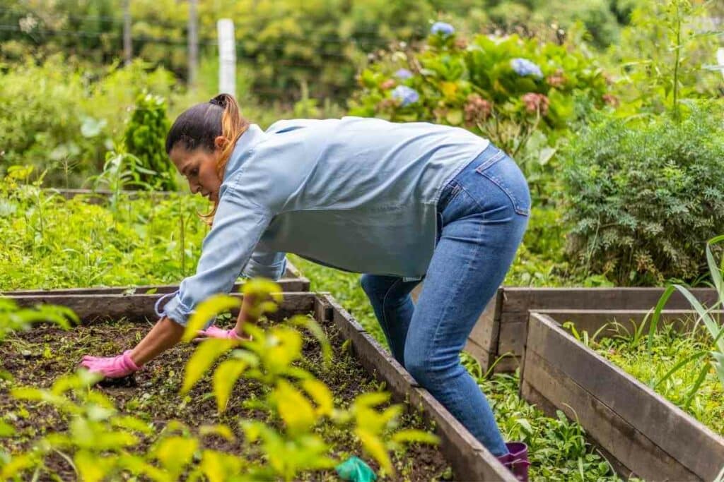 Try new plants veggies in your garden