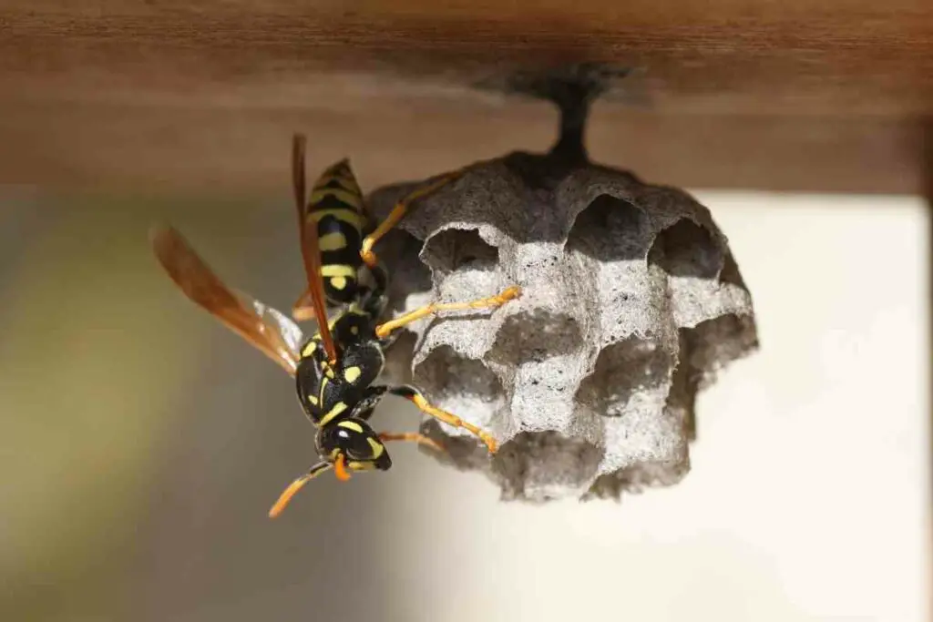 Wasps insect