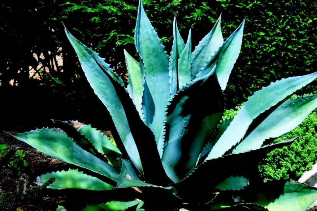Watering blue agave plant at home