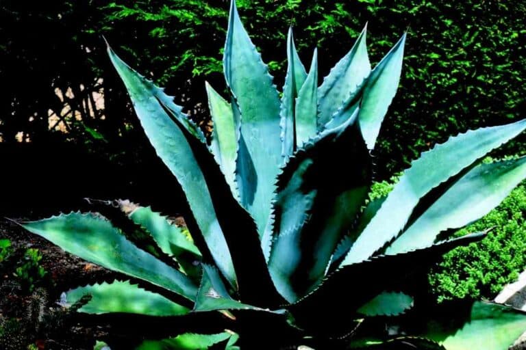 Complete Guide To Growing Blue Agave Plant - Gardenia Organic