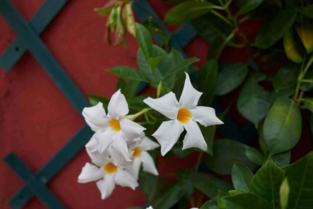 Watering white Mandevilla vine