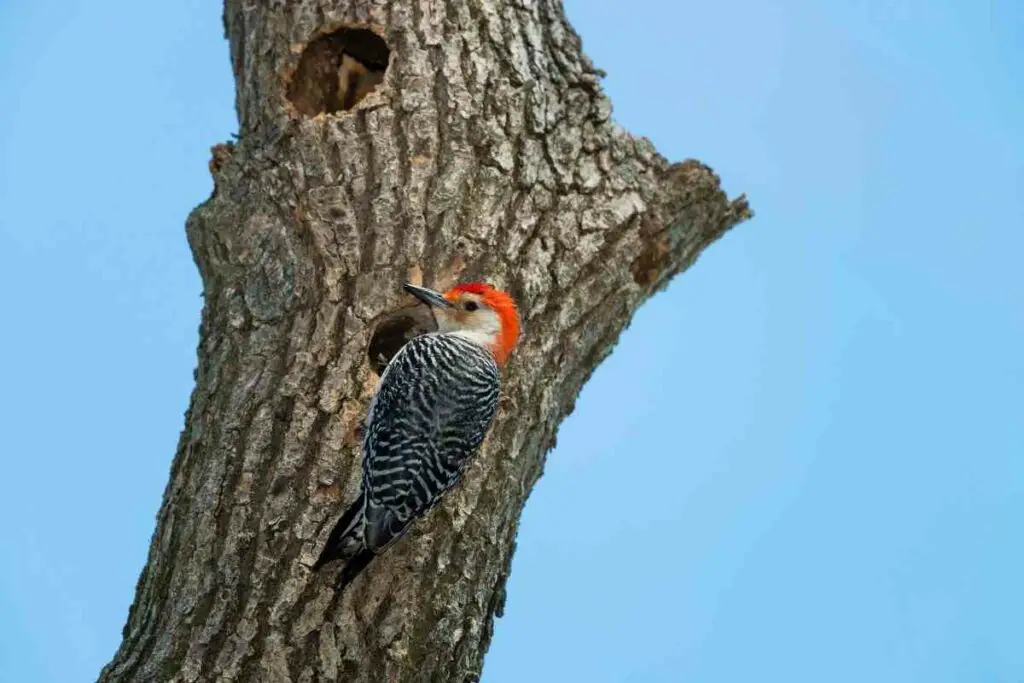 Woodpecker dig nest
