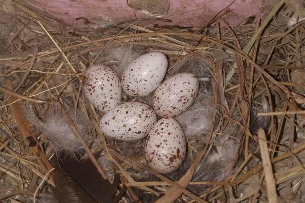 Woodpecker eggs facts