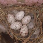 Woodpecker Eggs – All You’ll Ever Need to Know Right Here!