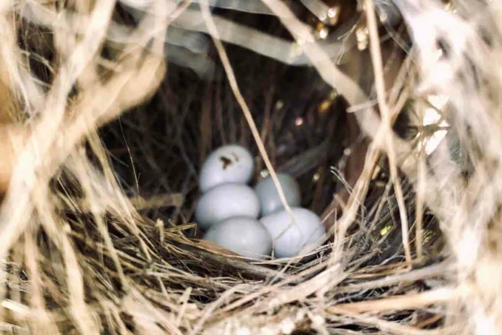 Woodpecker eggs facts