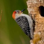 Woodpecker Nest Facts – All Your Questions Answered Here