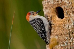 Woodpecker Nest guide