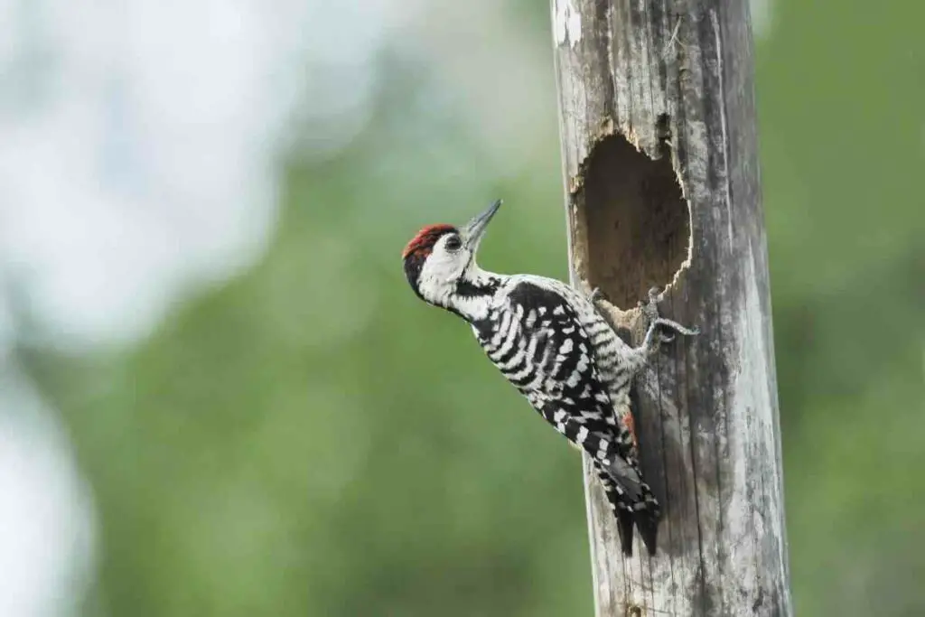 Some woodpeckers reuse their old nests