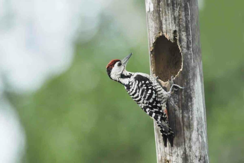 Some woodpeckers reuse their old nests