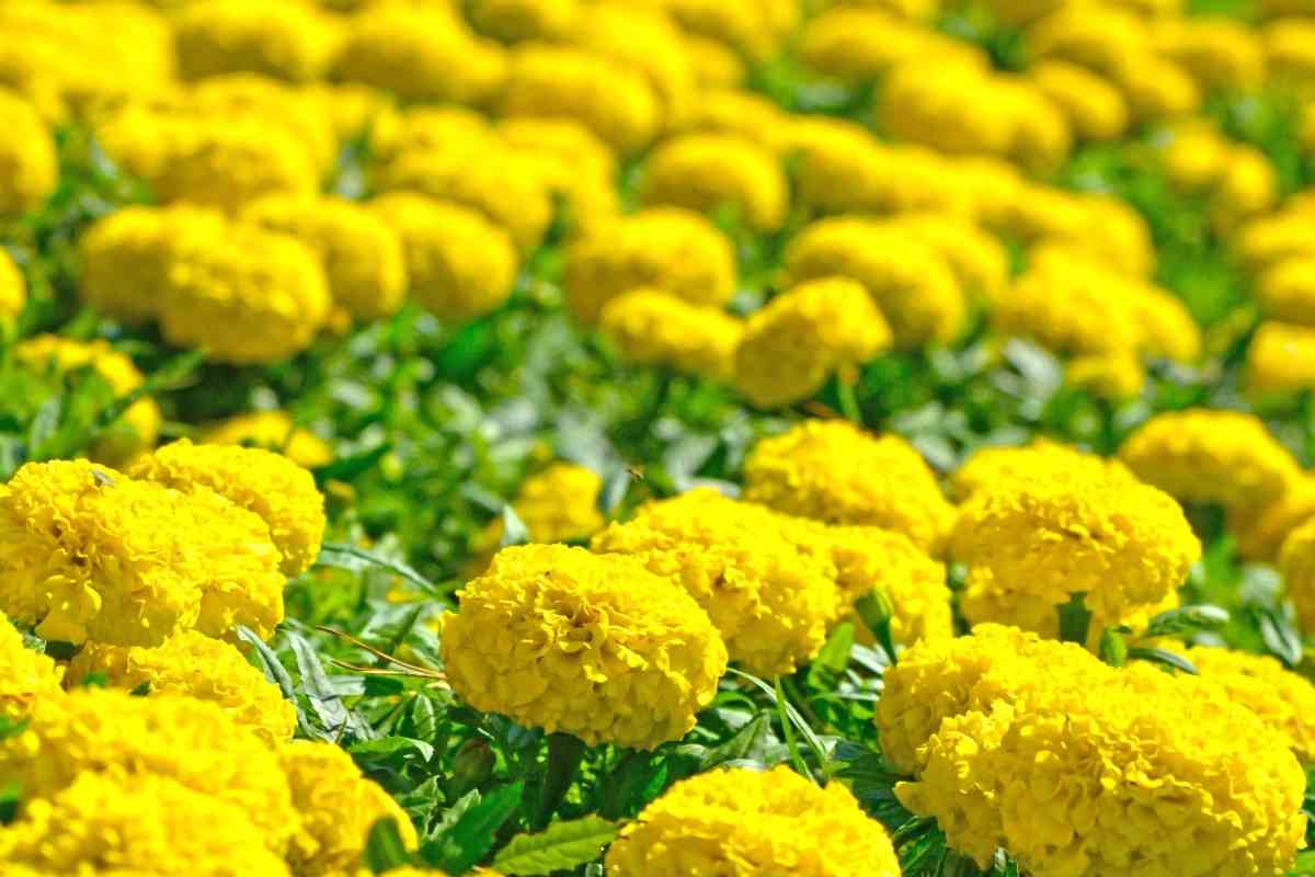 11 Flowers with Negative Meanings Gardenia Organic