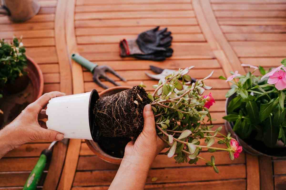 How To Get Rid Of Soil Mites In Potted Plants - Gardenia Organic