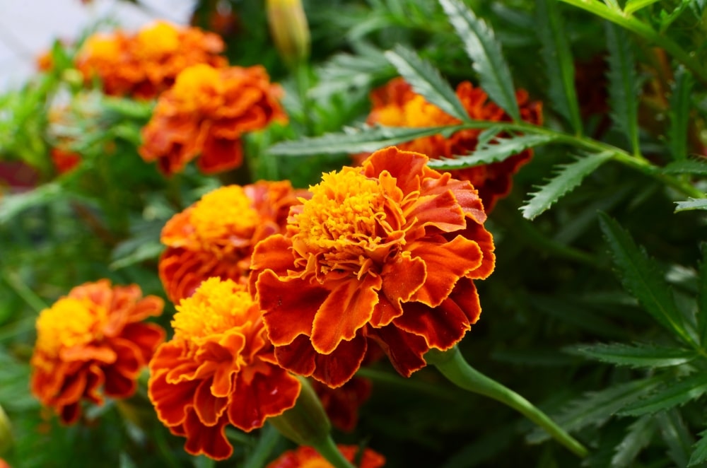 French Marigolds