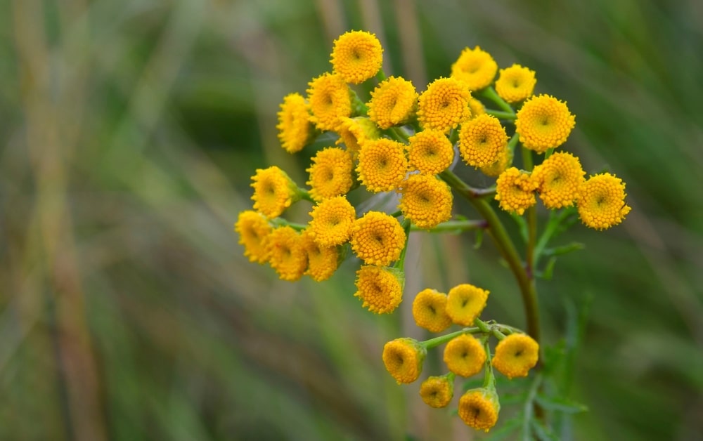 Tansy