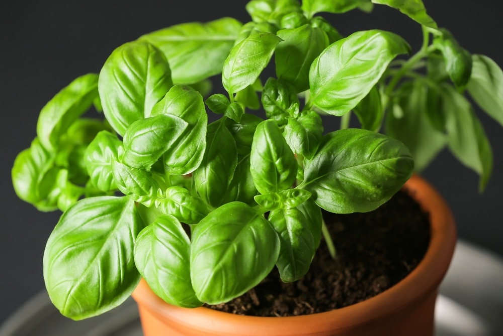 Basil