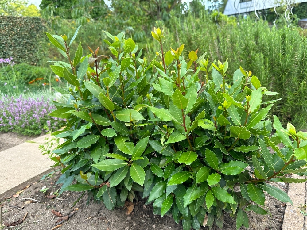 Bay Laurel