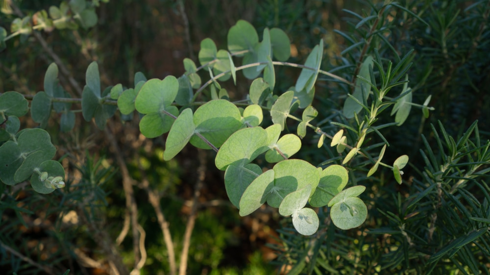 Eucalyptus (Silver dollar tree)