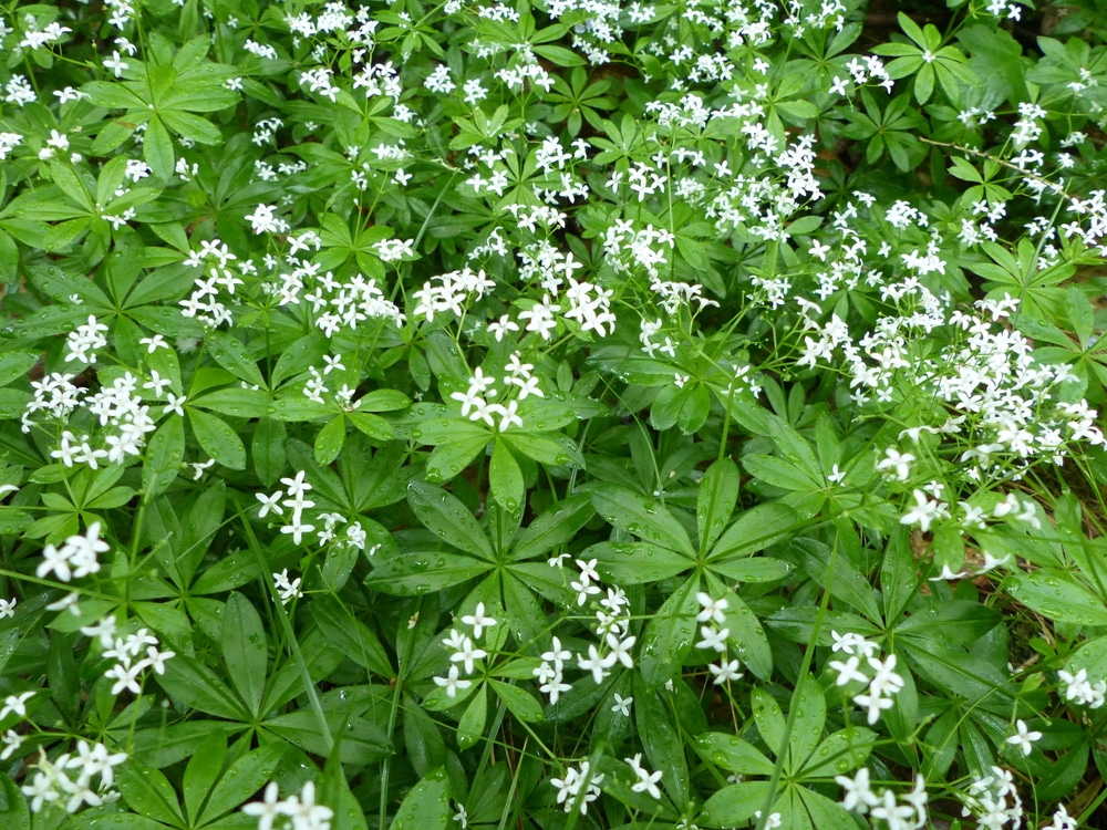 Sweet Woodruff (Sweet-scented Bedstraw)