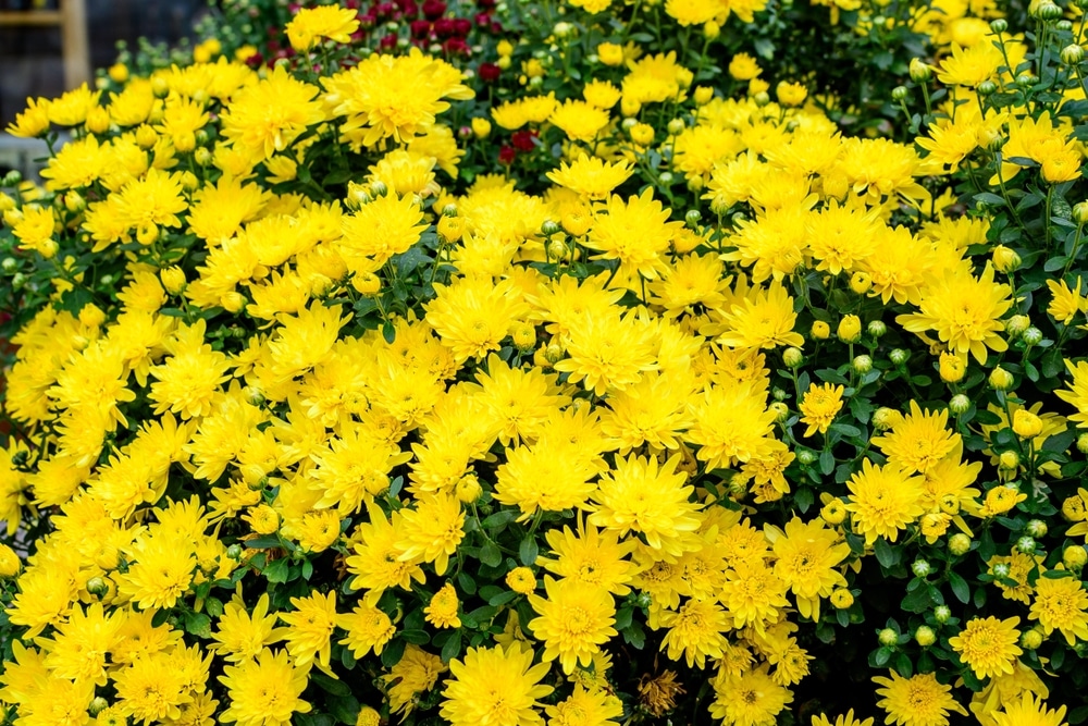 Chrysanthemum