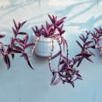 Purple Houseplants: Your Guide to Dramatic Indoor Beauty Featured Image