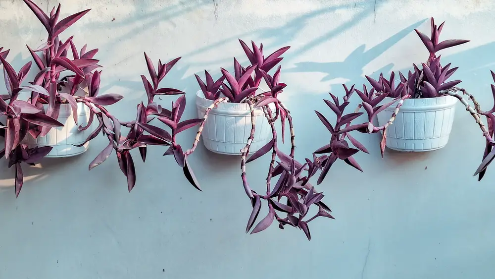 Purple Houseplants: Your Guide to Dramatic Indoor Beauty Featured Image