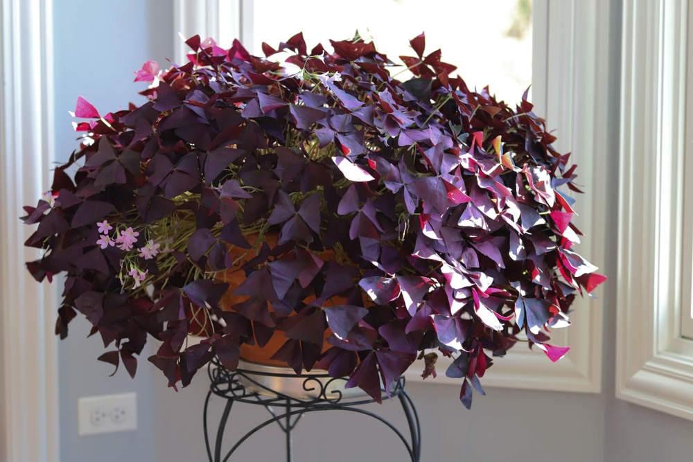 Decorating With Purple Houseplants