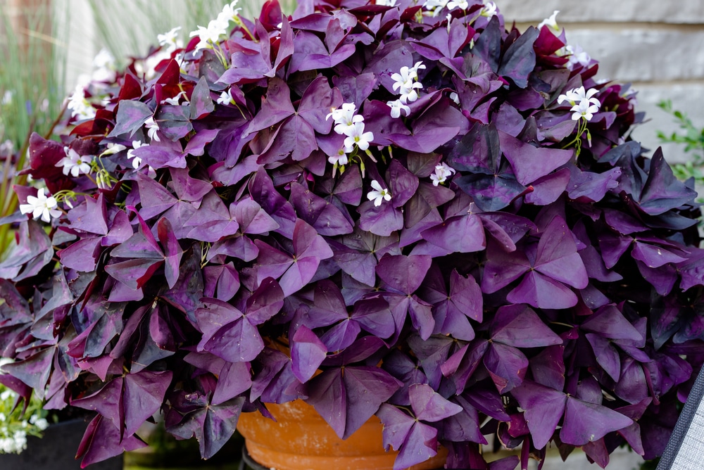 Purple Shamrock (Oxalis triangularis)