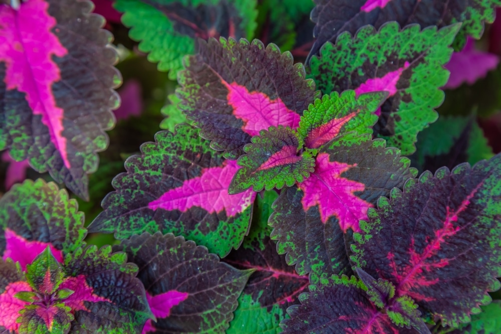 Coleus (Plectranthus scutellarioides)