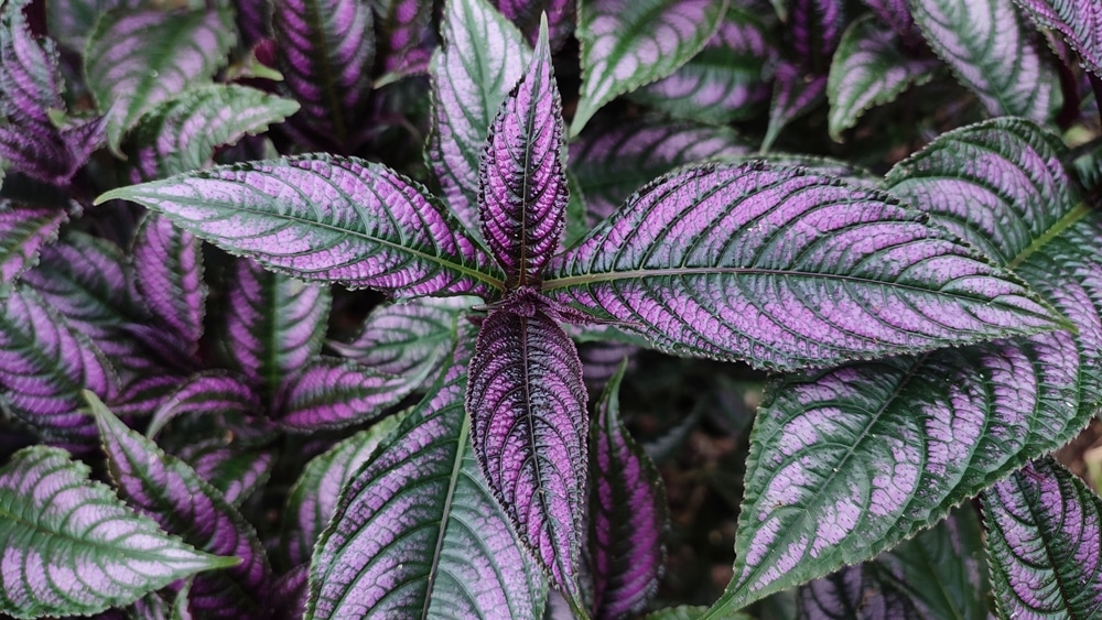 Persian Shield or Royal Purple Plant (Strobilanthes dyerianus)