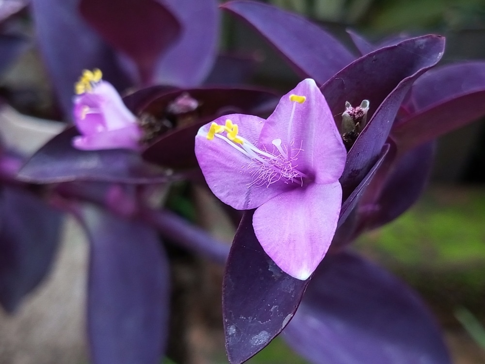 Purple Heart Spiderwort (Tradescantia pallida or Setcreasea purpurea)