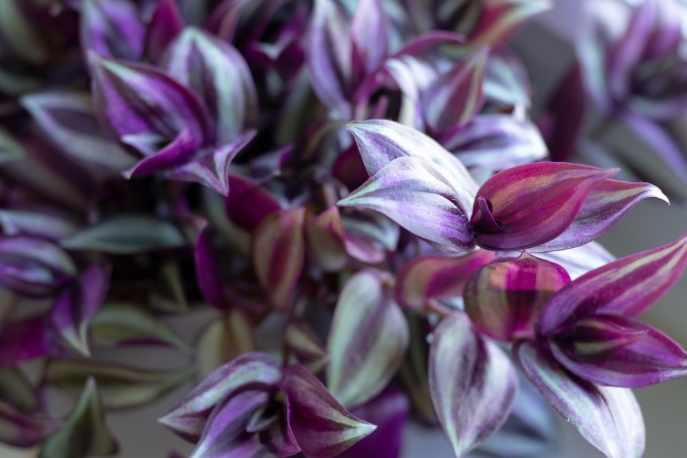 Silver Inch Plant, Zebra Plant, Wandering Dude (Tradescantia zebrina or Zebrina pendula)