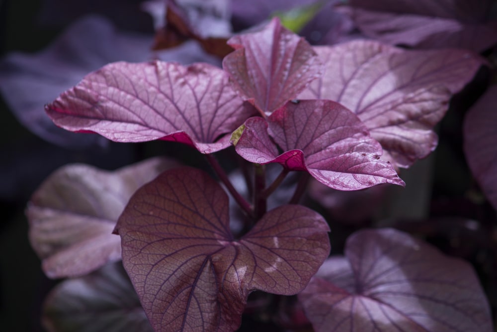 Purple Sweet Potato Vine (Ipomoea batatas)