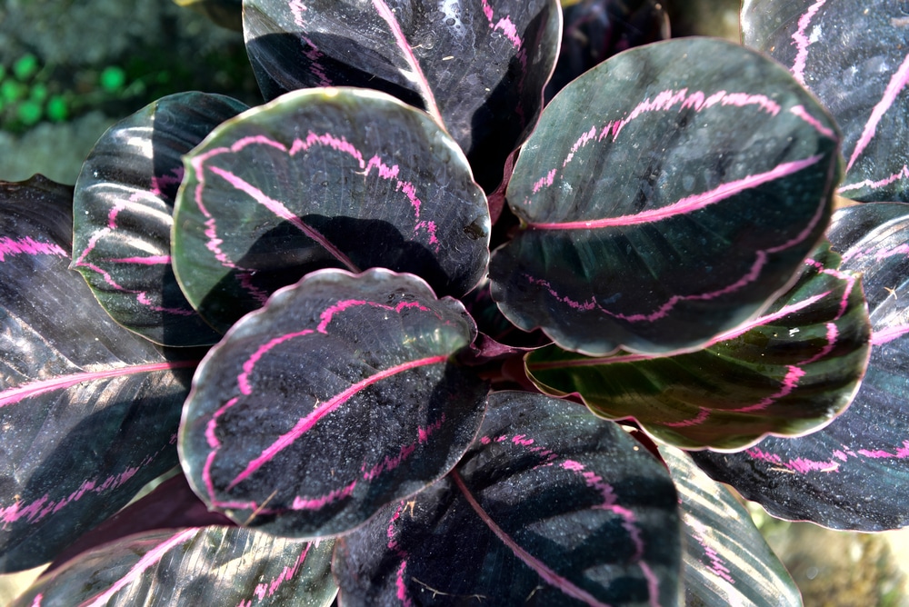 Purple Rose Prayer Plant (Calathea roseoptica ‘Purple rose’)