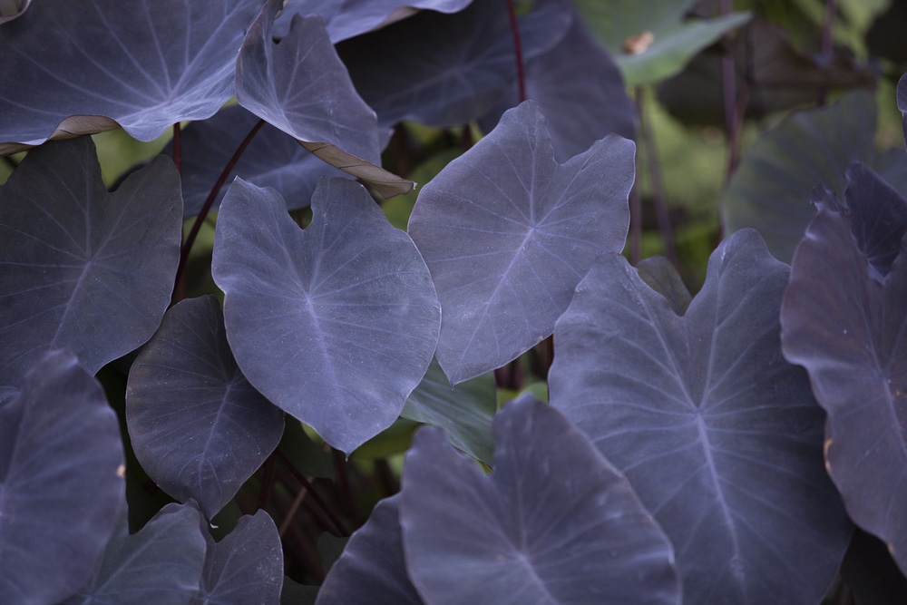 Elephant Ears ‘Black Magic’ or Taro (Colocasia esculenta ‘Black Magic')