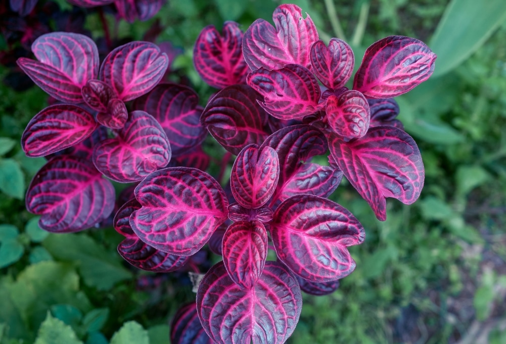 Bloodleaf Plant, Beefsteak Plant (Iresine herbstii ‘Brilliantissima’)