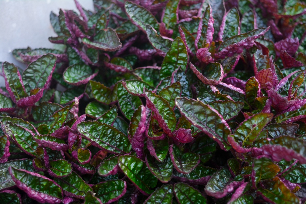 Purple waffle plant (Hemigraphis colorata)