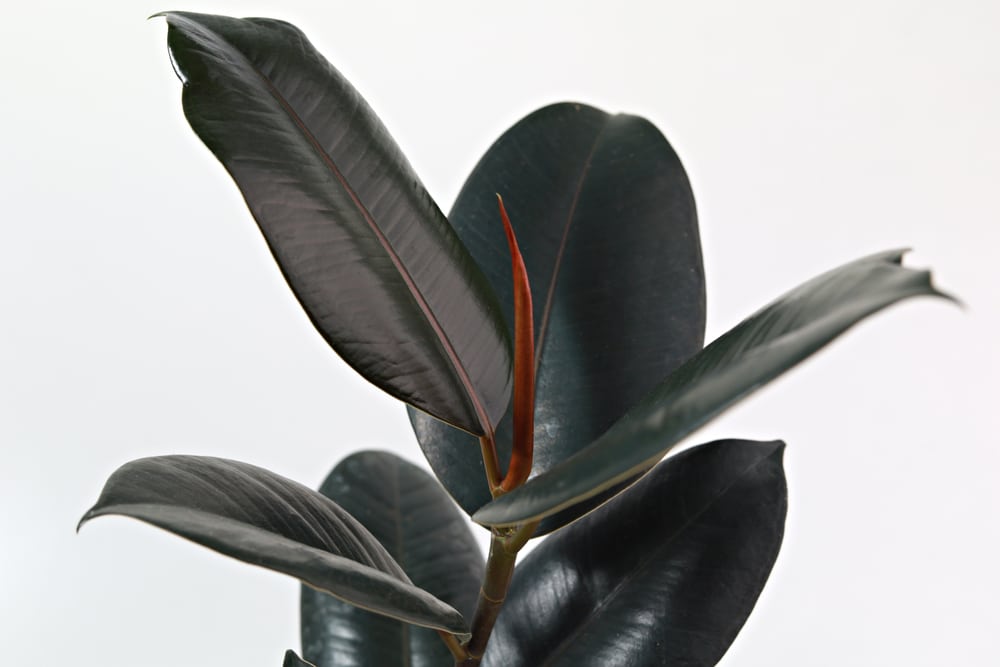 Burgundy Rubber Tree (Ficus elastica ‘Burgundy’)