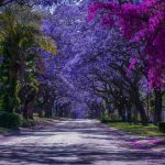 Top 9 Trees with Purple Flowers for Stunning Gardens Featured Image