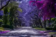 Top 9 Trees with Purple Flowers for Stunning Gardens Featured Image