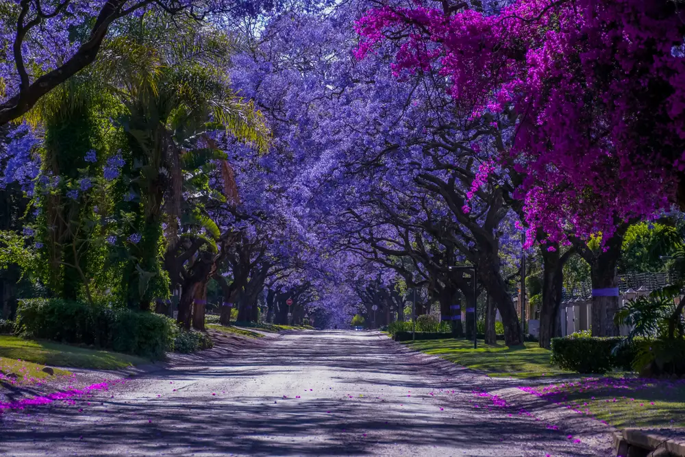 Top 9 Trees with Purple Flowers for Stunning Gardens