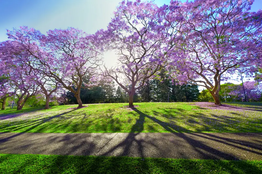 Choosing The Right Purple Flower Tree For Your Garden